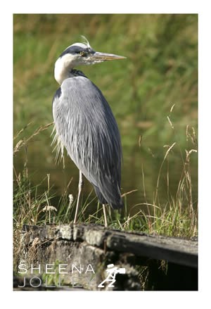 Grey Heron  Kilmacsimon  Co. Cork widespread  ireland  photograph Henry Heron.jpg Henry Heron.jpg Henry Heron.jpg Henry Heron.jpg